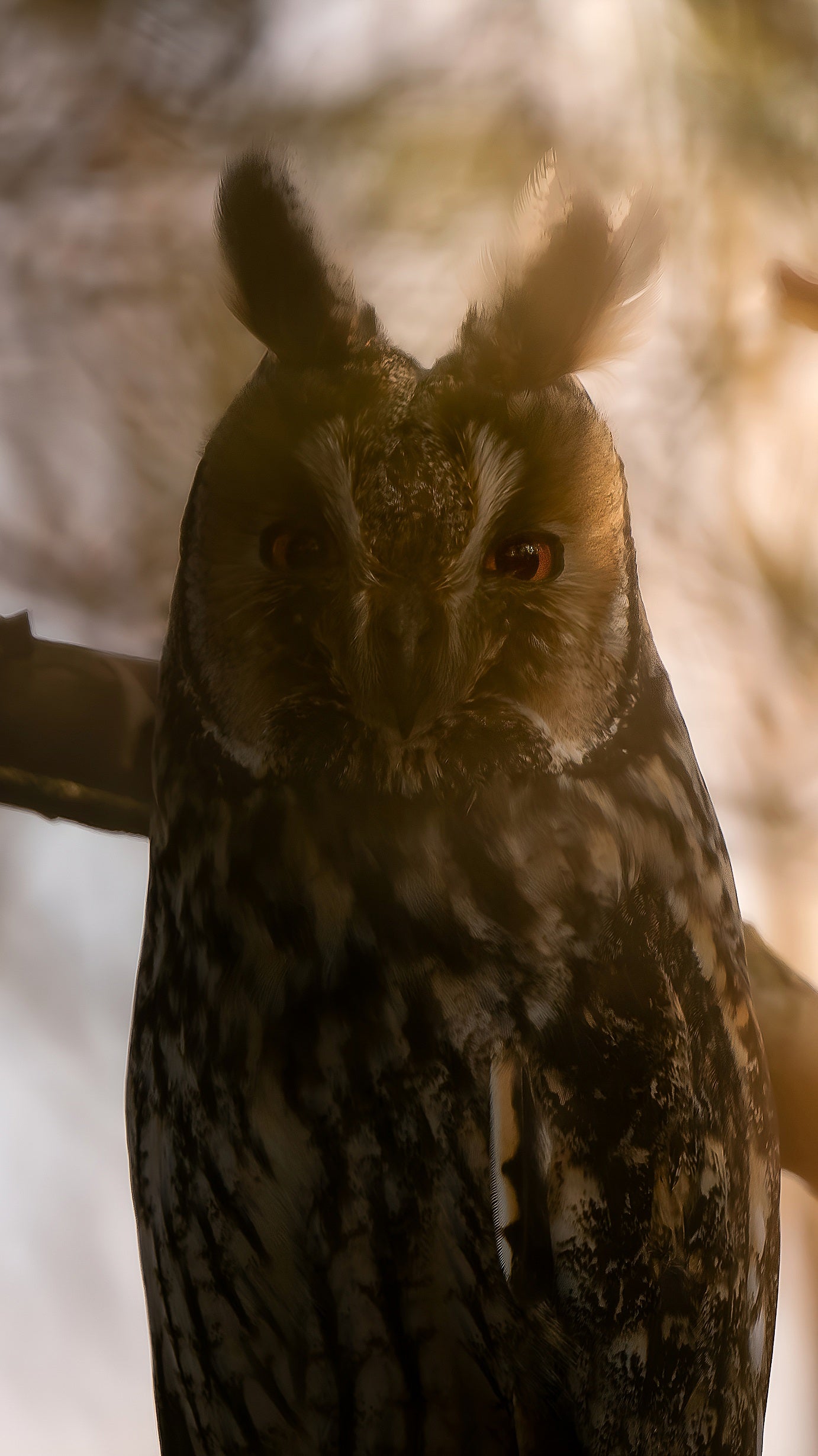 Fond d’Écran - Regard Du Hibou