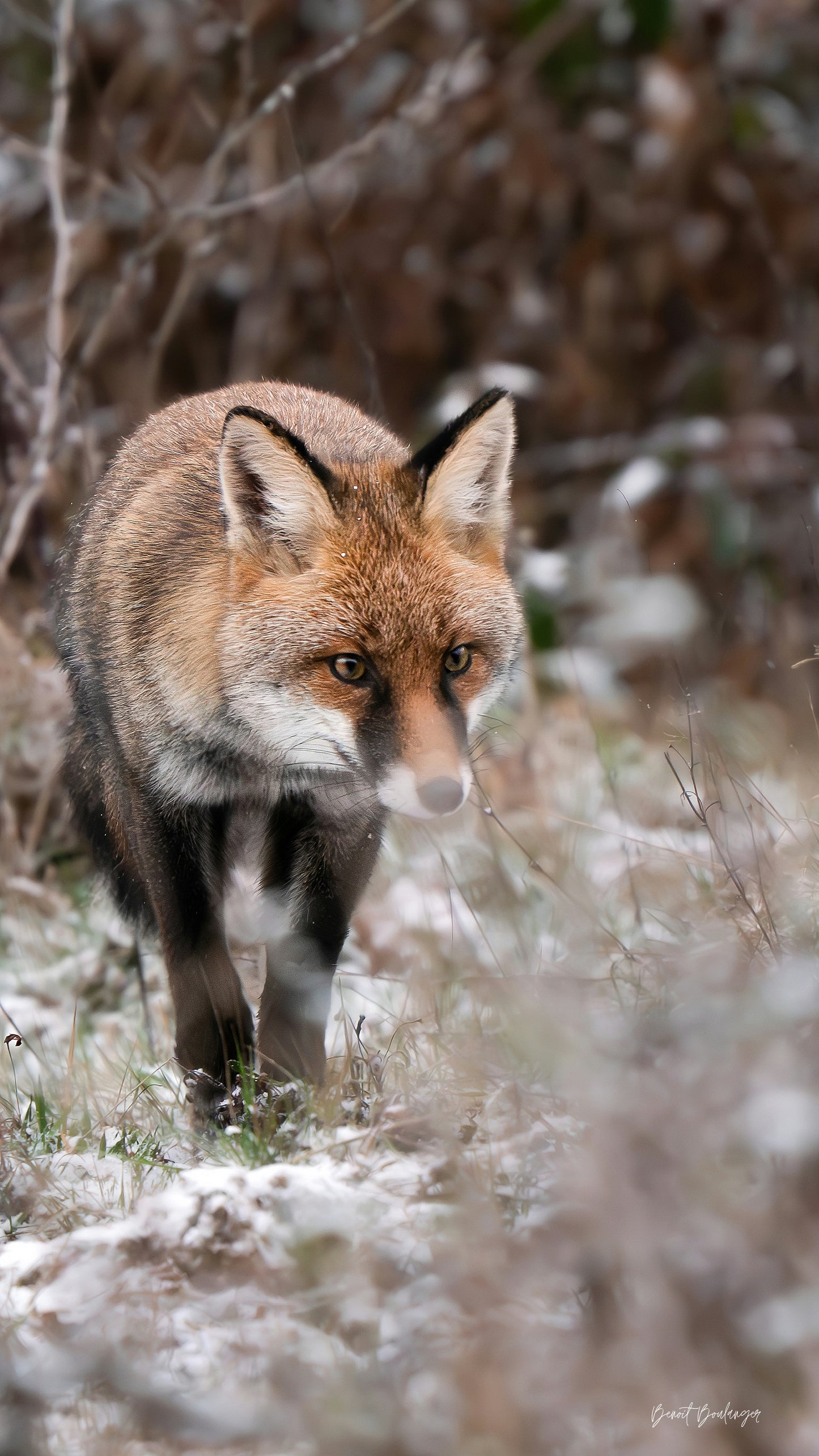 Fond d’Écran -Renard Hivernal