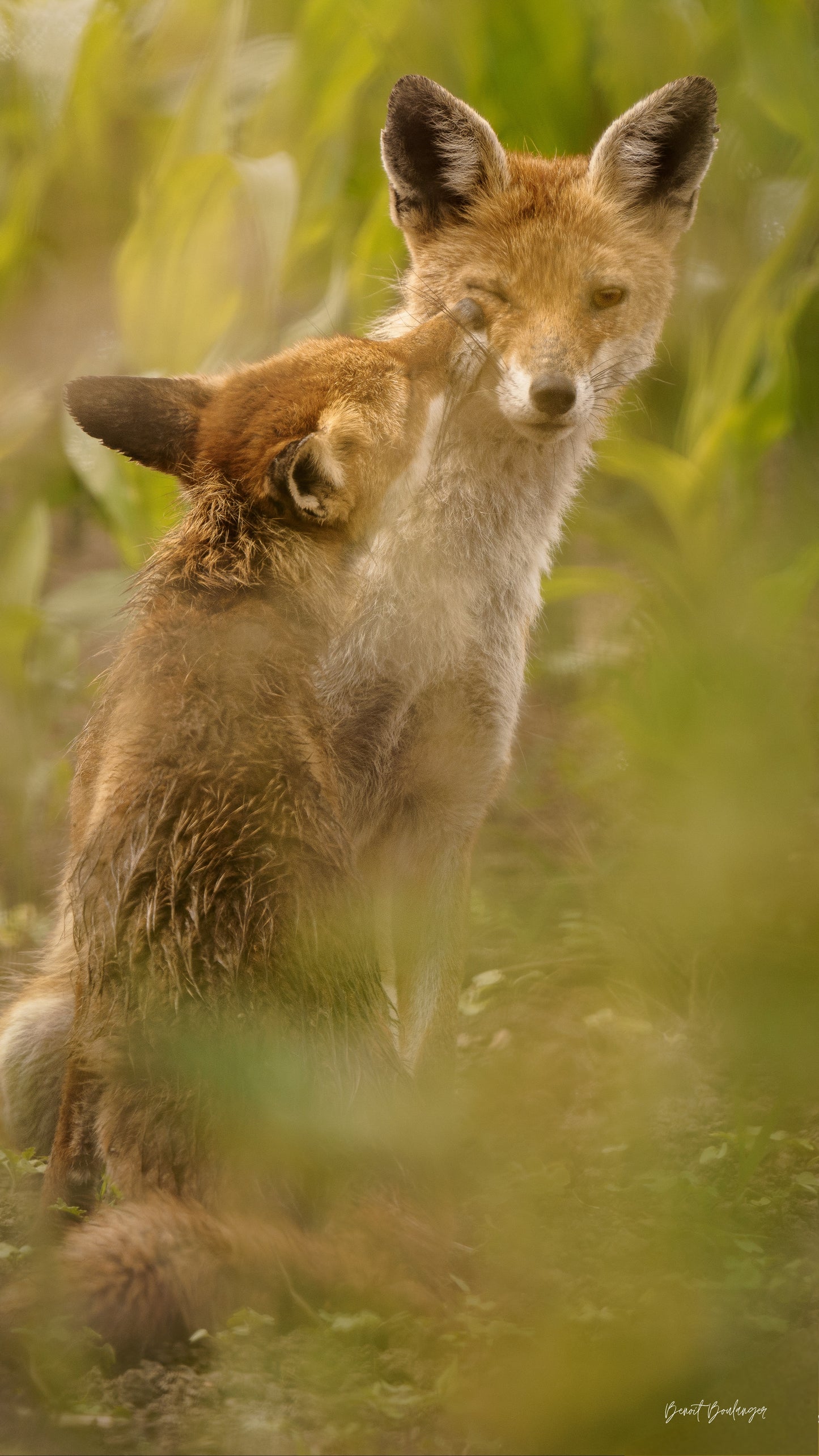 Fond d’Écran - Intimité Des Renards