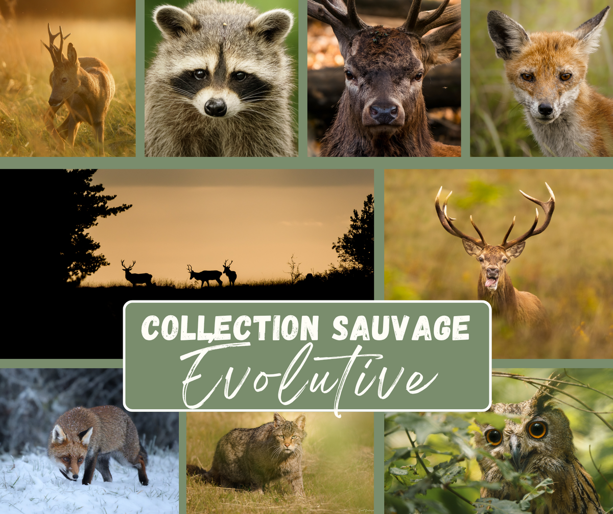 Collection Sauvage Évolutive