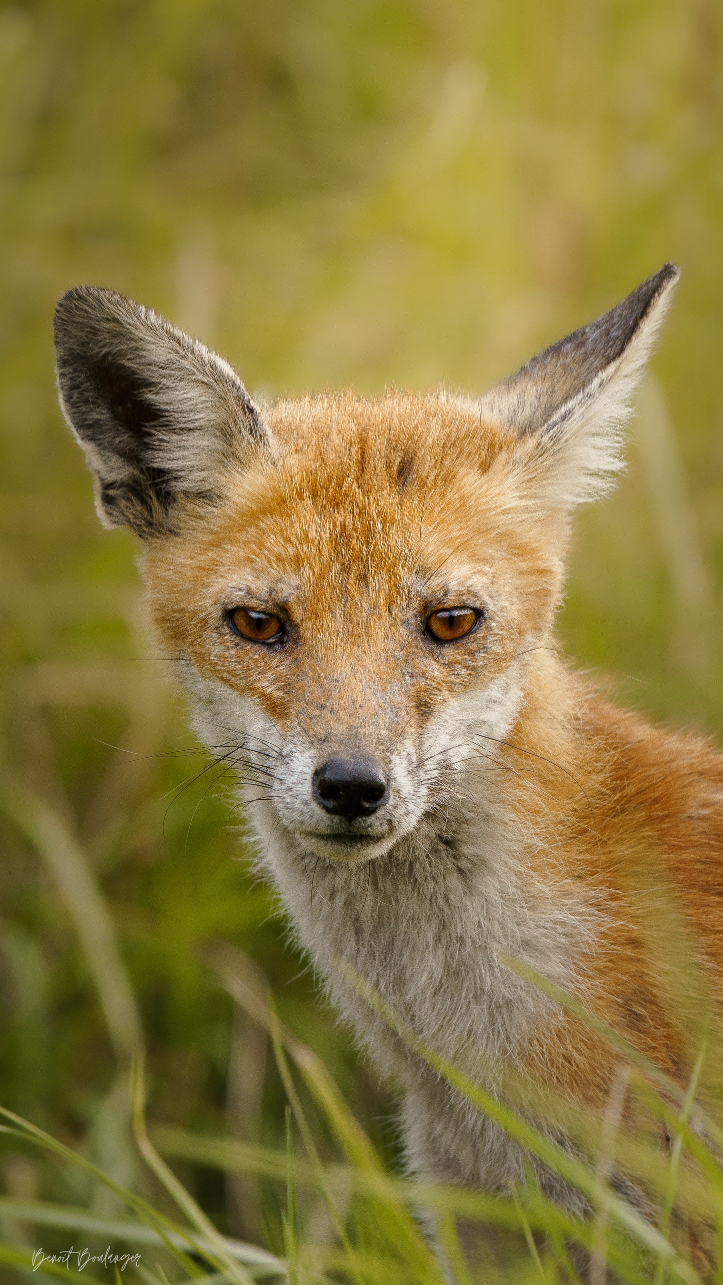 Fond d’Écran - Regard Du Renard