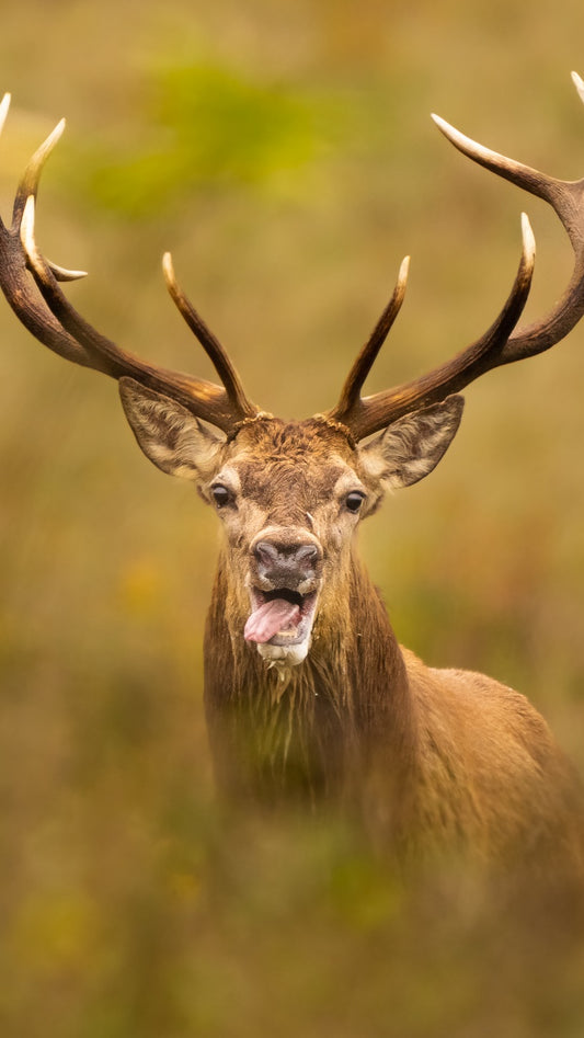 Fond d’Écran - Expression Du Cerf