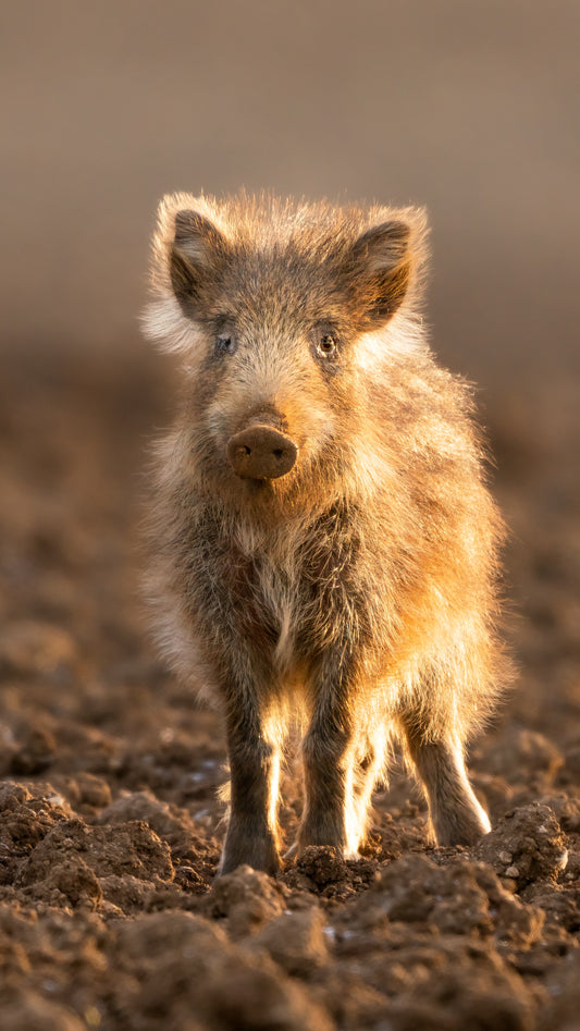 Fond d’Écran - Curiosité Du Marcassin