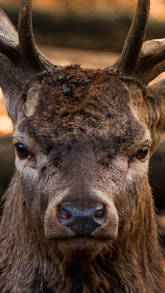 Fond d’Écran -Face Au Cerf