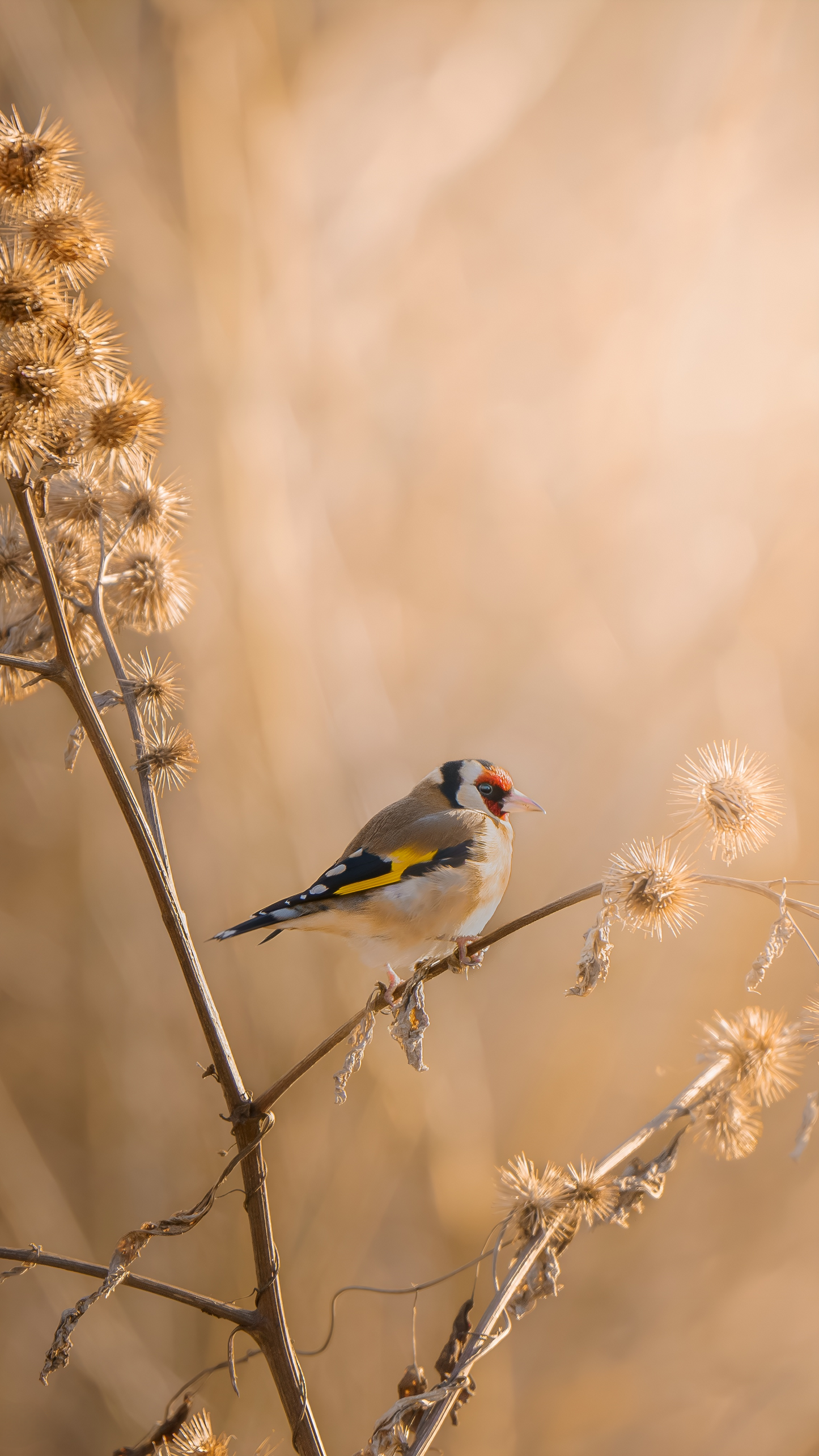 Fond d’Écran - Élégance Du Chardonneret