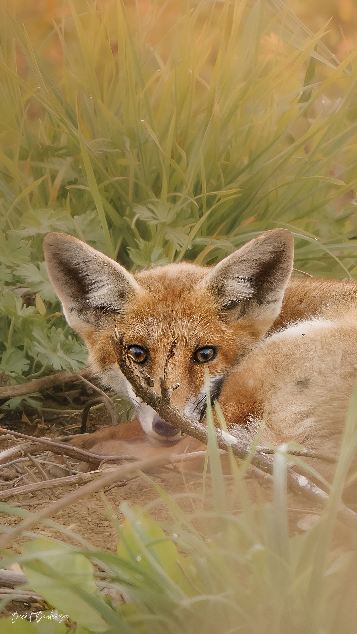 Fond d’Écran - Réveil Du Renardeau