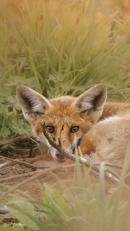 Fond d’Écran - Réveil Du Renardeau