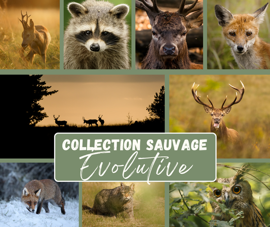 Collection Sauvage Évolutive