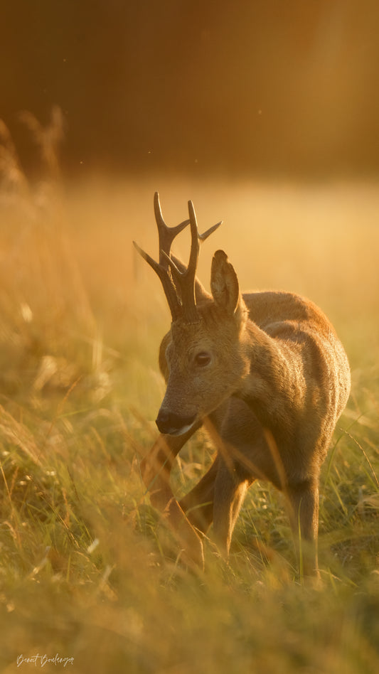 Fond d’Écran - Chevreuil Doré