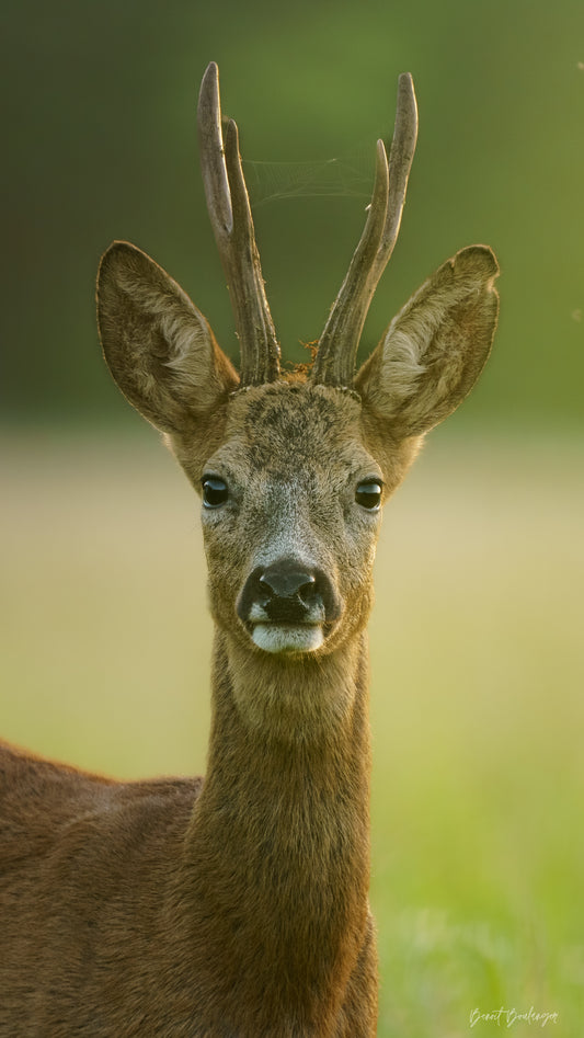 Fond d’Écran - Face Au Brocard