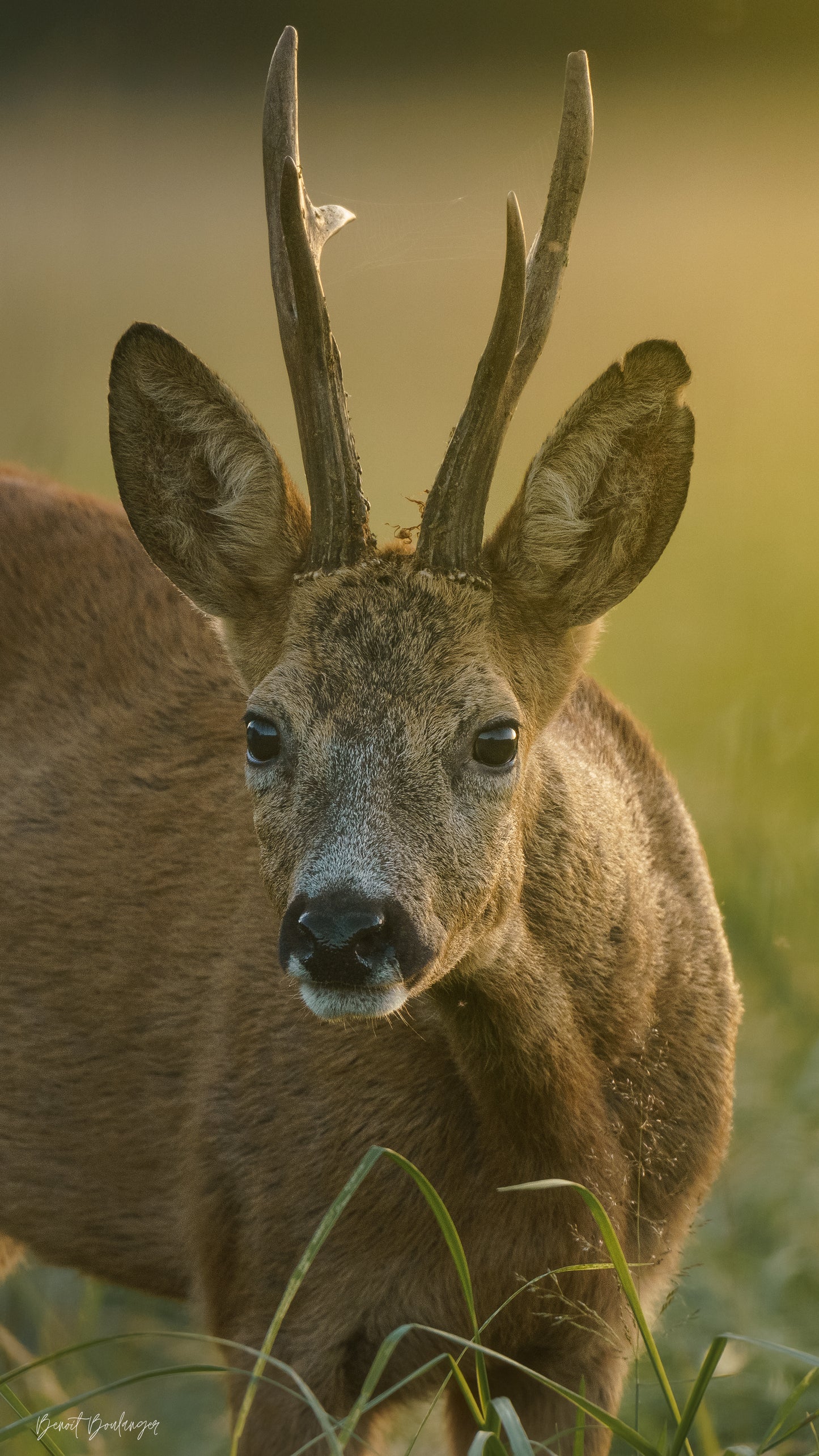 Fond d’Écran - Curiosité Du Brocard