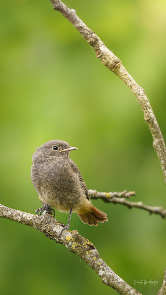 Fond d’Écran - Jeune Rougequeue Noir