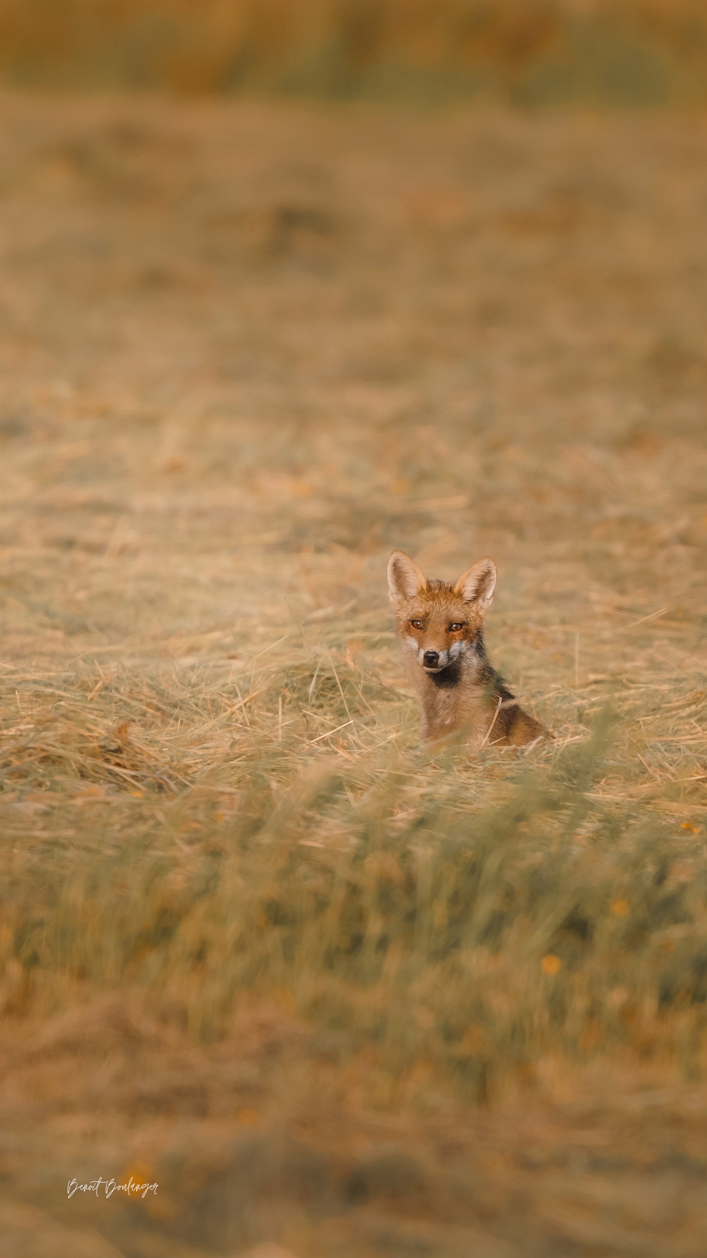Fond d’Écran - Fragilité Du Renard