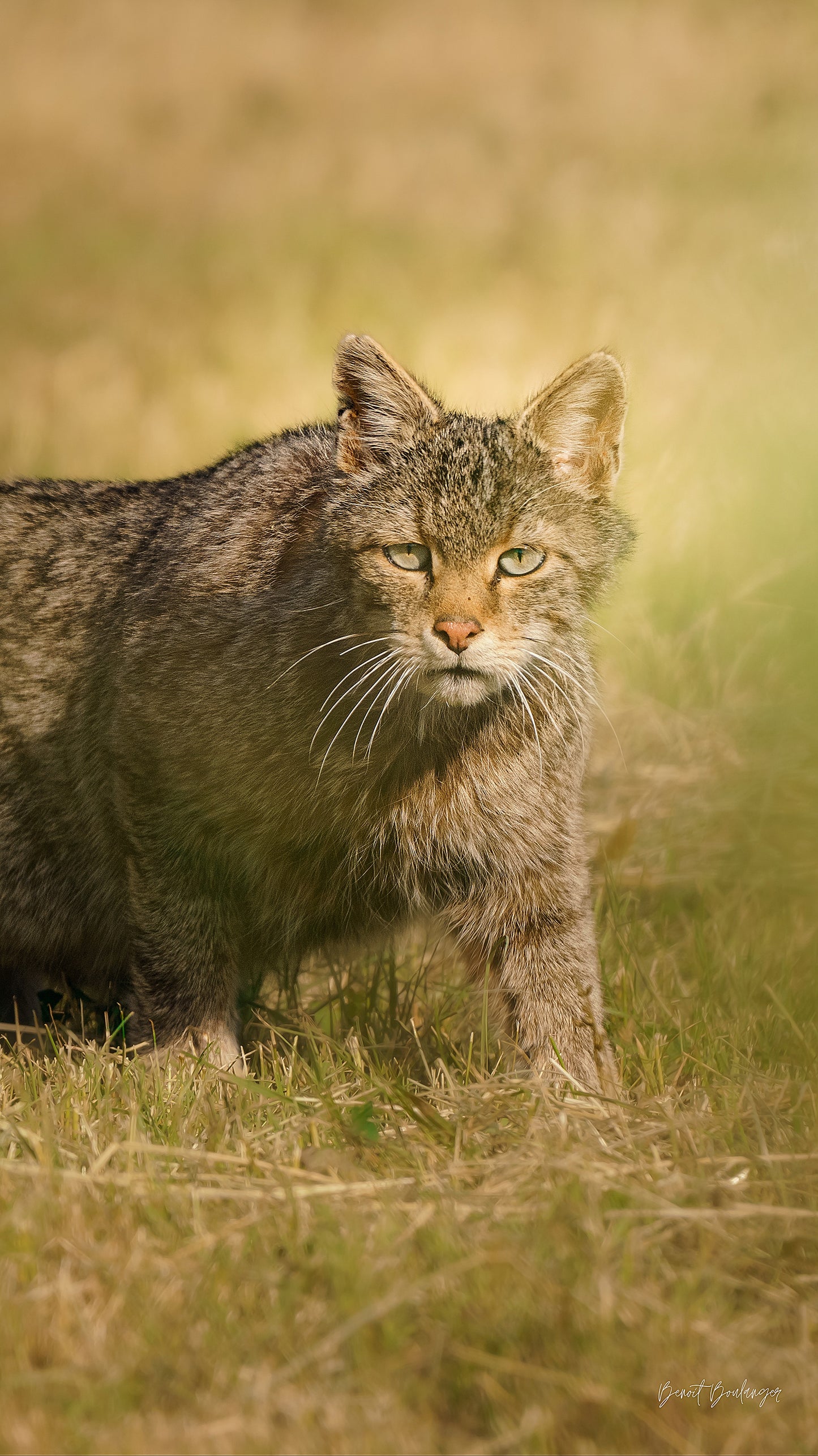 Fond d’Écran - Fierté Du Chat Forestier