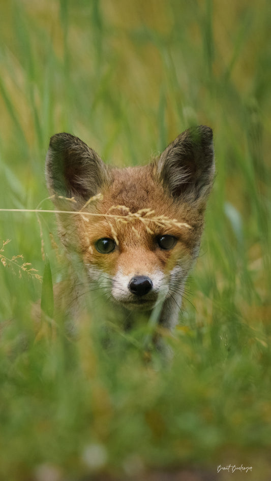 Fond d’Écran - La Douceur Du Renardeau