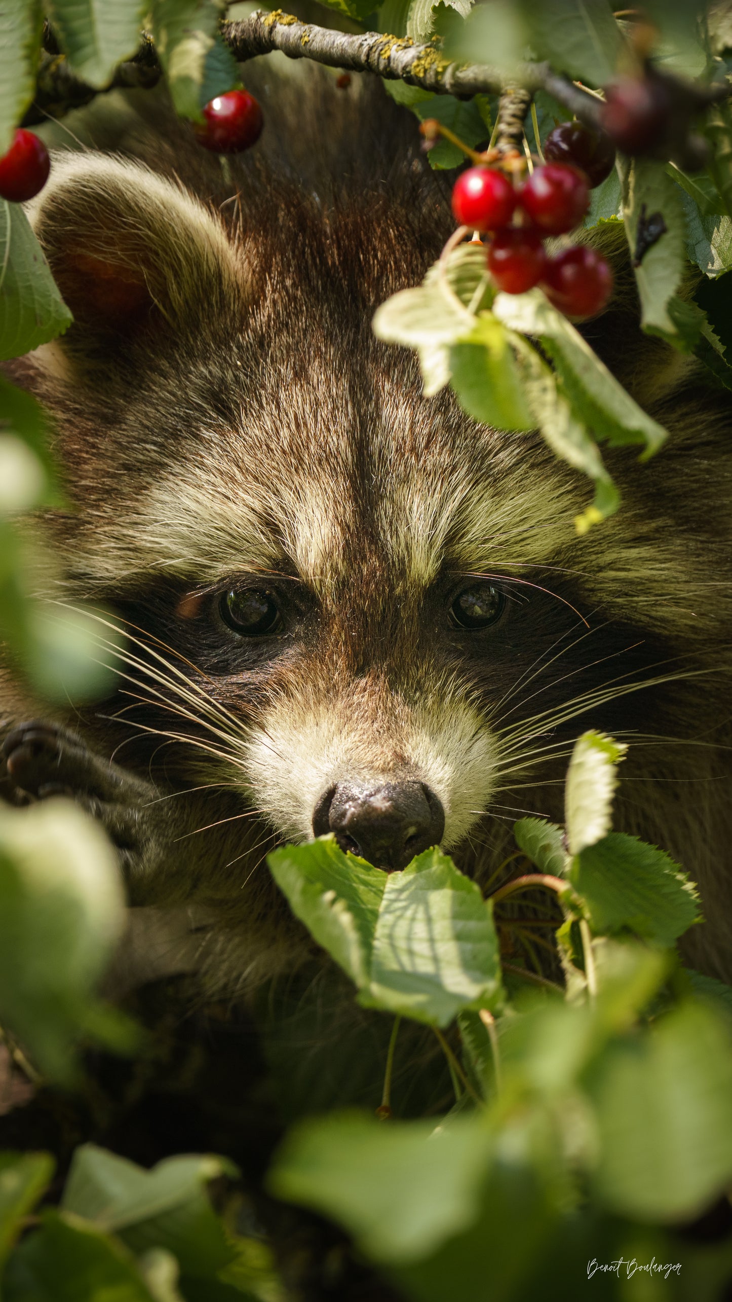 Fond d’Écran - Le Cerisier Du Raton Laveur
