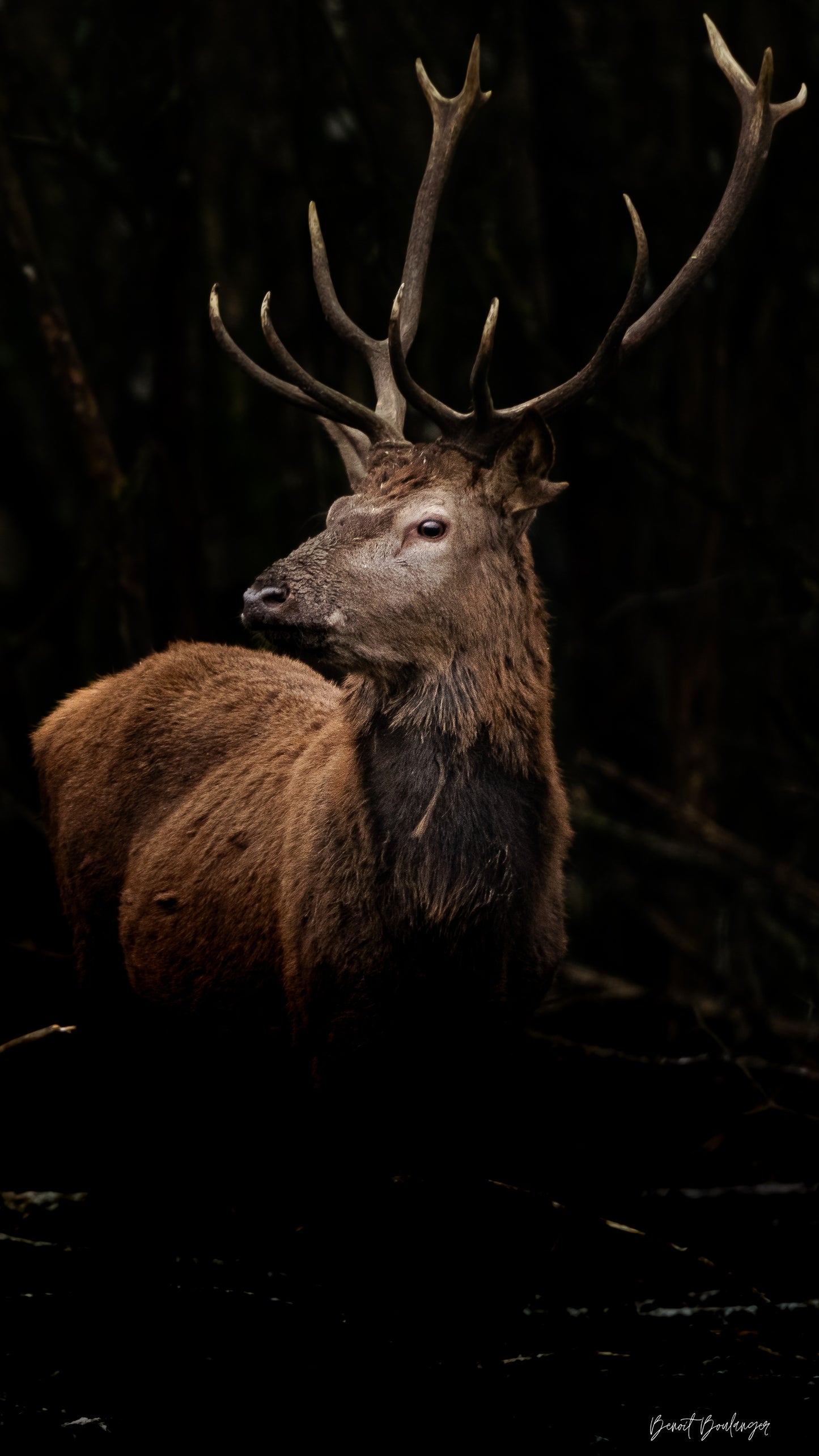 Fond d’Écran - Cerf Dans L'obscurité