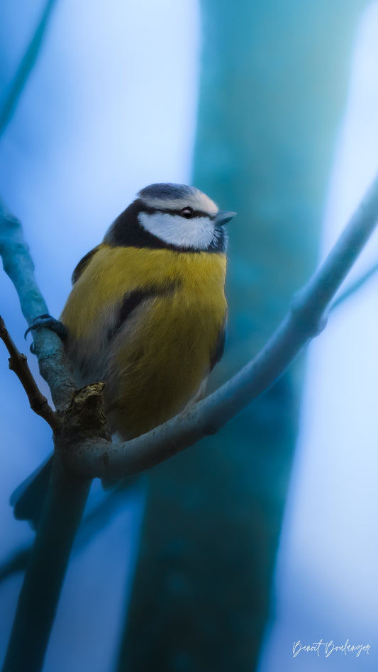 Fond d’Écran - Mésange Bleue
