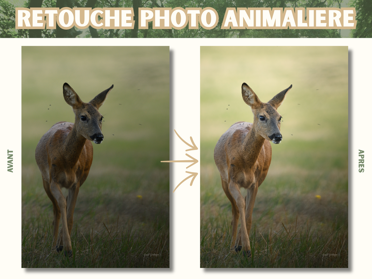 Retouche Photo Animalière