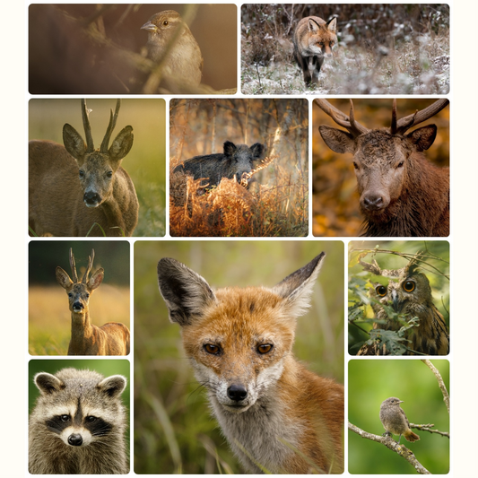 Pack Septembre 2025 | 10 photographies animalières