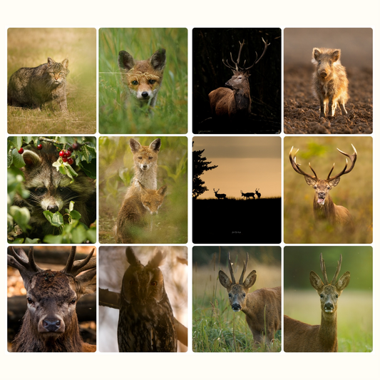 Pack de la dernière chance | 12 photographies animalières